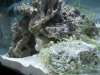 Aquarium 021.jpg