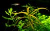 Hygrophila salicifolia Tiger (Weidenblättriger Wasserfeund Tiger)2.jpg