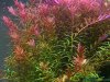 Rotala rotundifolia Colorata.jpg