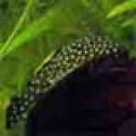 Dafish