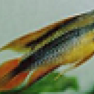 Skalar00